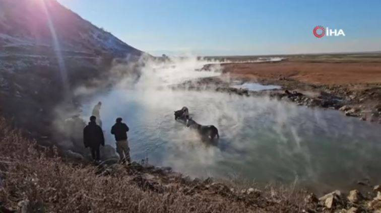 Burası Antartika değil Bitlis! Eksi 15 derecede atlarla kaplıca keyfi - Resim: 9